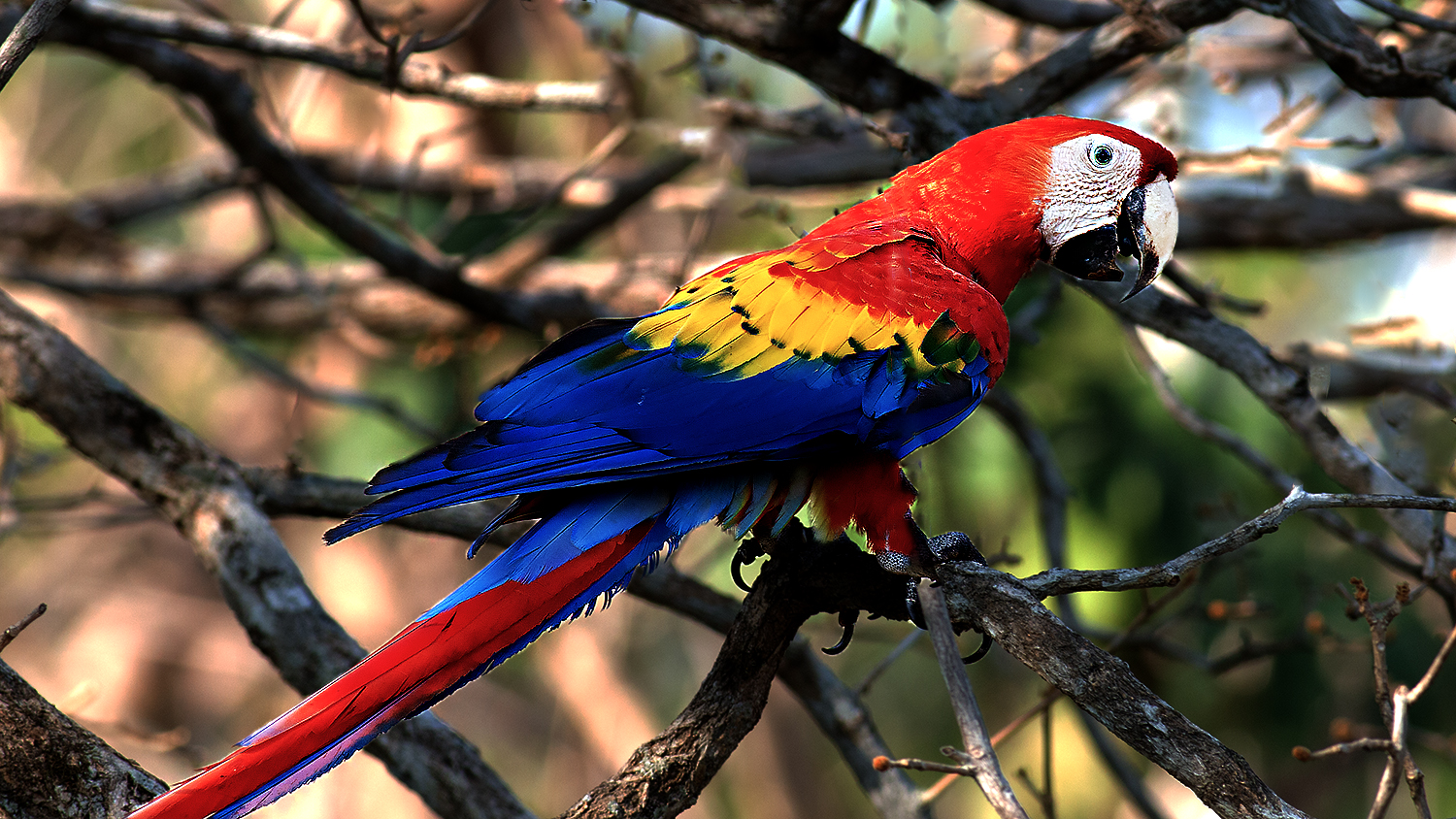 Scarlet Macaw — Ana fotoğraf